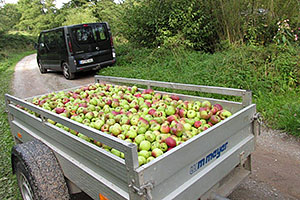 Apfelernte für das Sauerkraut und Eppelwoi-Fest 2013