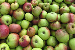 Kelteräpfel für Herbstfest gesucht
